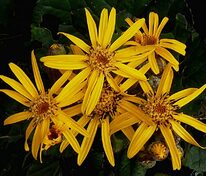 Бузульник зубчатый Дездемона (Ligularia dentata 'Dezdemona')