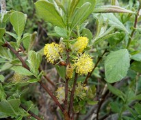 Ива шикотанская (Salix shikotanensis)