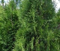 Туя западная Кинг оф Брабант (Thuja occidentalis 'King of Brabant')