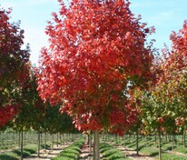 Клен Фримана Мармо (Acer x freemanii 'Marmo')