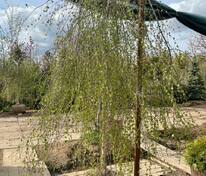 Береза повислая (Betula pendula) (формы)