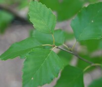 Береза черная Херитейдж (Betula nigra 'Heritage')