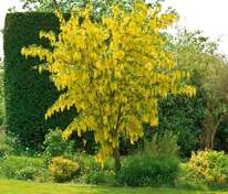 Бобовник Ватерера Восси (Laburnum × watereri 'Vossi')