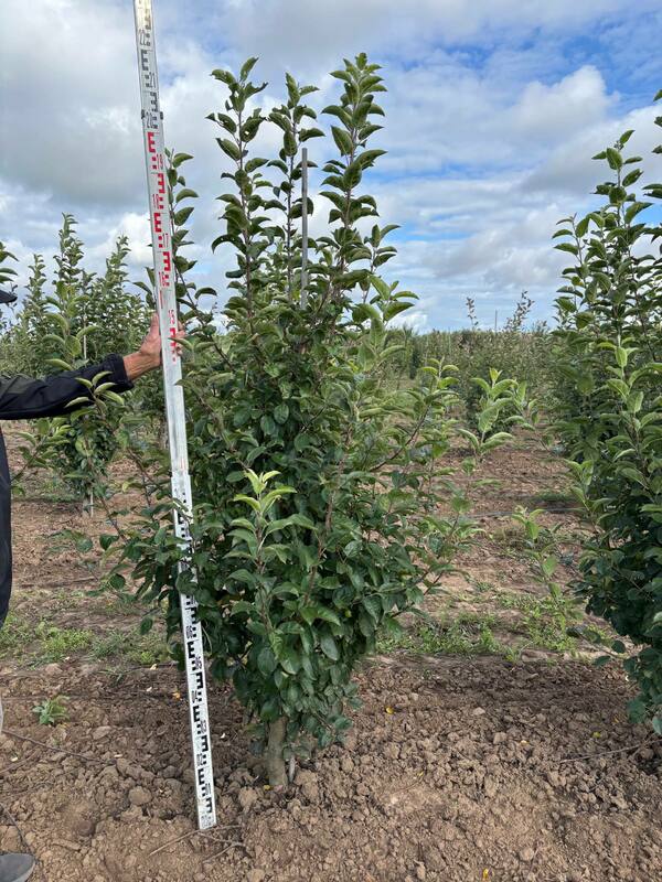 Яблоня декоративная Голден Хорнет (Malus 'Golden Hornet')