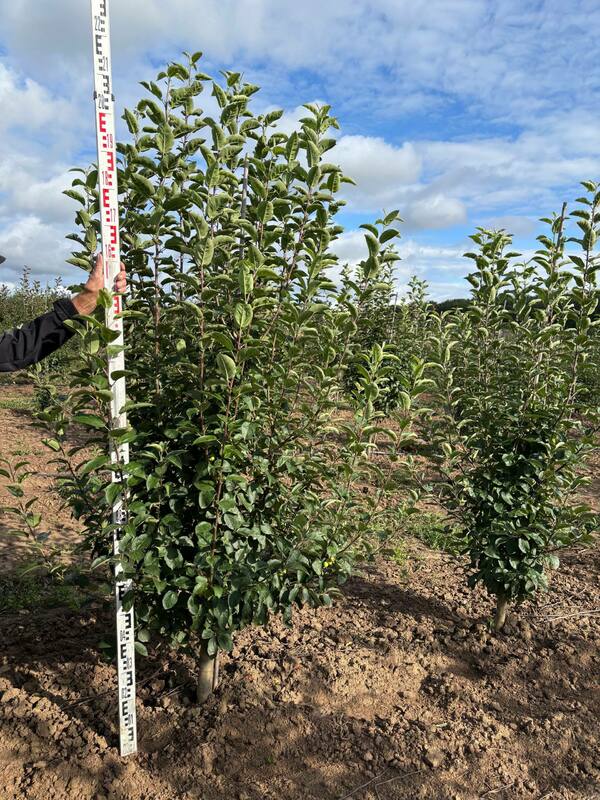 Яблоня декоративная Голден Хорнет (Malus 'Golden Hornet')