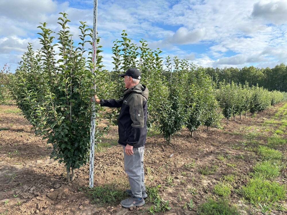 Яблоня декоративная Голден Хорнет (Malus 'Golden Hornet')