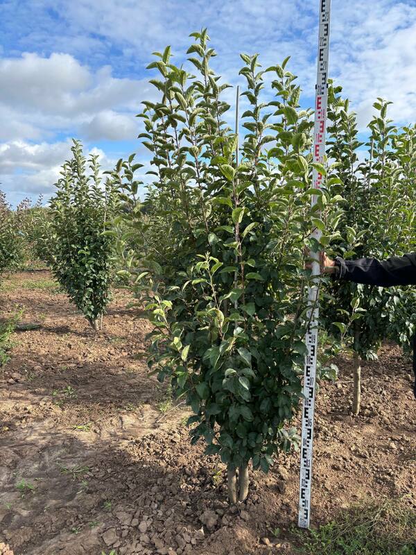 Яблоня декоративная Голден Хорнет (Malus 'Golden Hornet')