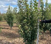 Яблоня декоративная Голден Хорнет (Malus 'Golden Hornet')