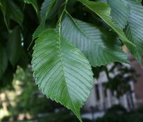 Вяз американский Принстон (Ulmus americana 'Princeton')