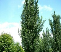 Вяз гибридный Колумелла (Ulmus 'Columella')