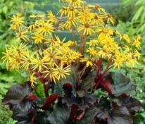 Бузульник зубчатый Миднайт Леди (Ligularia dentata 'Midnight Lady')