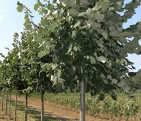 Липа войлочная Стерлинг (Tilia tomentosa 'Sterling')
