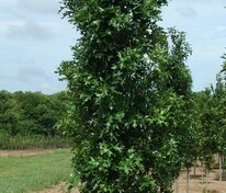 Дуб болотный "Green Pillar" (Грин Пиллар)