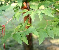 Клён серый (Acer griseum)