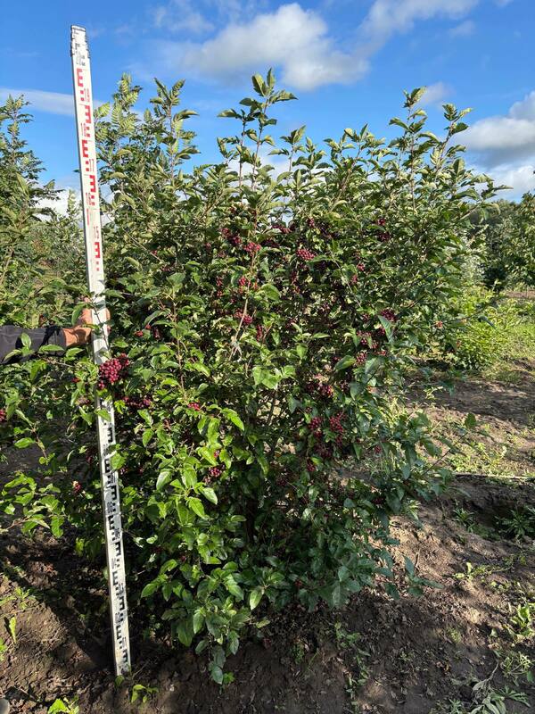 Рябина Бурка (Sorbus 'Burka')