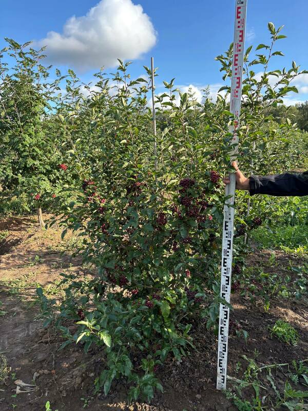 Рябина Бурка (Sorbus 'Burka')