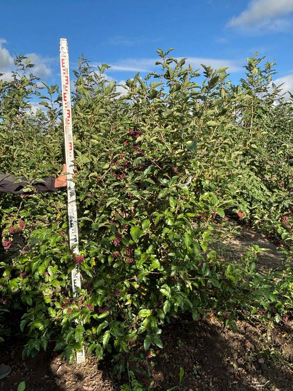 Рябина Бурка (Sorbus 'Burka')