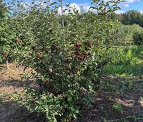 Рябина Бурка (Sorbus 'Burka')