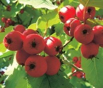 Боярышник крупноплодный (Crataegus macrocarpa)
