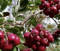 Рябина Десертная Мичуринская (Sorbus 'Desertnaja Michurinskaja')
