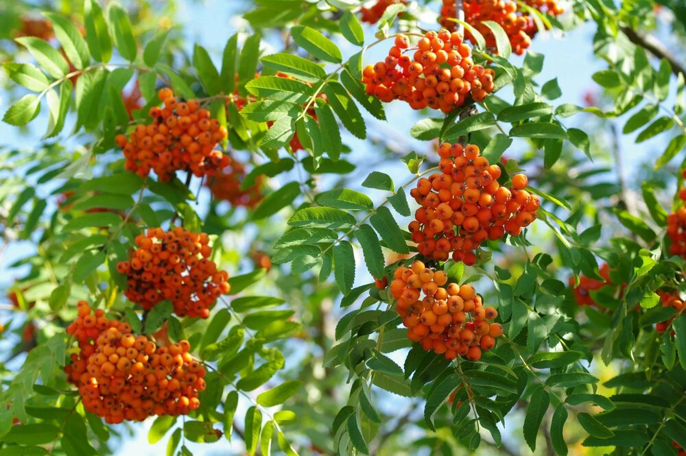 Рябина Сорбинка (Sorbus 'Sorbinka')