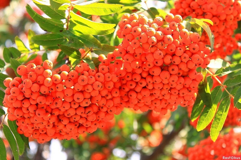 Рябина Сорбинка (Sorbus 'Sorbinka')