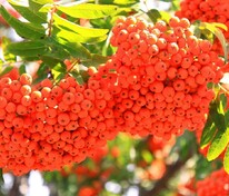 Рябина Сорбинка (Sorbus 'Sorbinka')