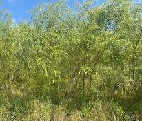 Ива белая плакучая (Salix alba 'Pendula') ф. куст