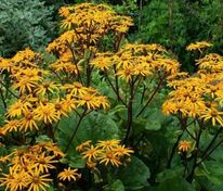 Бузульник зубчатый Отелло (Ligularia dentata 'Othello')