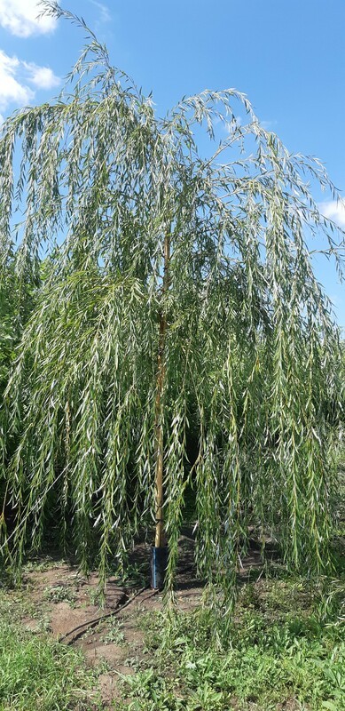 Ива белая плакучая (Salix alba 'Pendula')