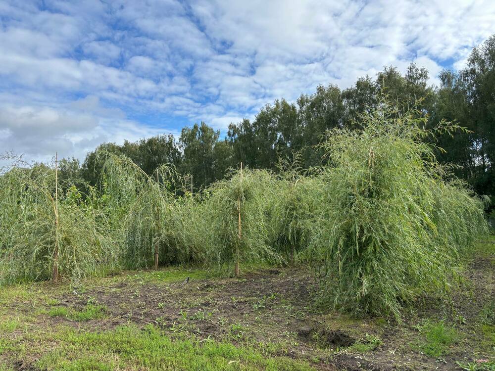 Ива белая плакучая (Salix alba 'Pendula')
