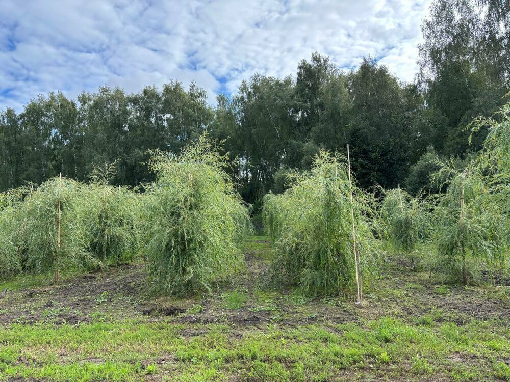 Ива белая плакучая (Salix alba 'Pendula')