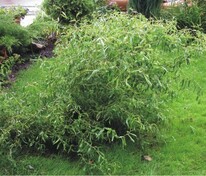 Ива извилистая (Salix matsudana 'Tortuosa') ф. куст