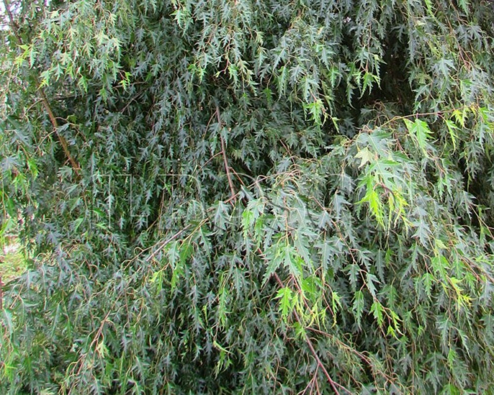 Берёза повислая Криспа (Betula pendula 'Crispa') (Делакарлийская)