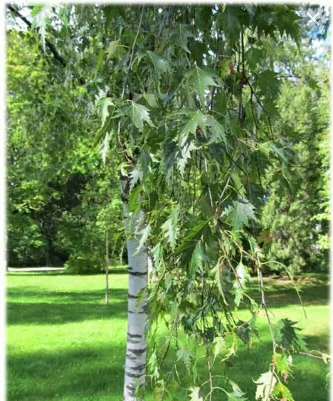 Берёза повислая Криспа (Betula pendula 'Crispa') (Делакарлийская)