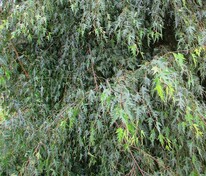 Берёза повислая Криспа (Betula pendula 'Crispa') (Делакарлийская)