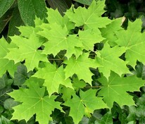 Клён остролистный Аполло (Acer platanoides 'Apollo')