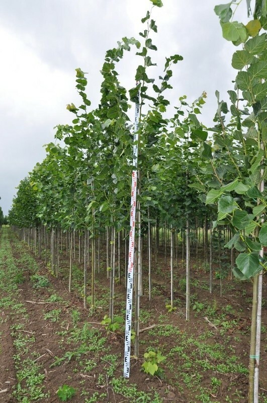 Липа европейская Эухлора (Tilia &times; europaea 'Euchlora')