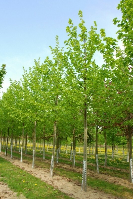 Липа европейская Эухлора (Tilia &times; europaea 'Euchlora')