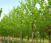 Липа европейская Эухлора (Tilia × europaea 'Euchlora')