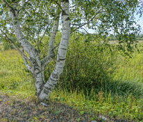 Берёза карельская (Betula pendula var. carelica)