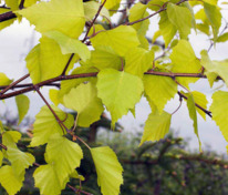 Берёза повислая Шневердингер Голдбирк (Betula pendula 'Schneverdinger Goldbirke')