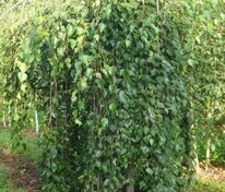 Берёза полезная Лонг Транк (Betula utilis 'Long Trunk')