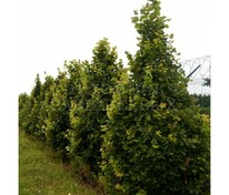 Липа крупнолистная Ратхаус (Tilia platyphyllos 'Rathaus')