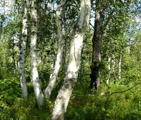 Береза "Еrmanii" (Эрмана) (каменная)