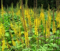 Бузульник Пржевальского (Ligularia przewalskii)