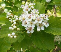 Боярышник зеленомясый (Crataegus chlorosarca)