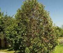 Боярышник мягковатый (Crataegus submollis) (полумягкий)