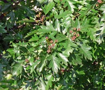 Боярышник перистонадрезанный (Crataegus pinnatifida)