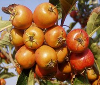 Боярышник точечный Людмил (Crataegus punctata 'Ludmil')